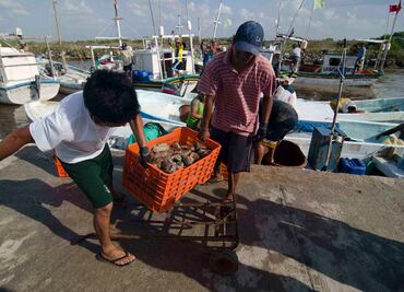 Temporada para pesca de pepino de mar finaliza este sábado
