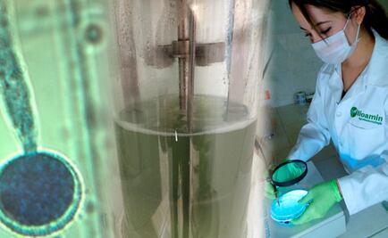 Mexican company develops organic fungicide with chaparral extract