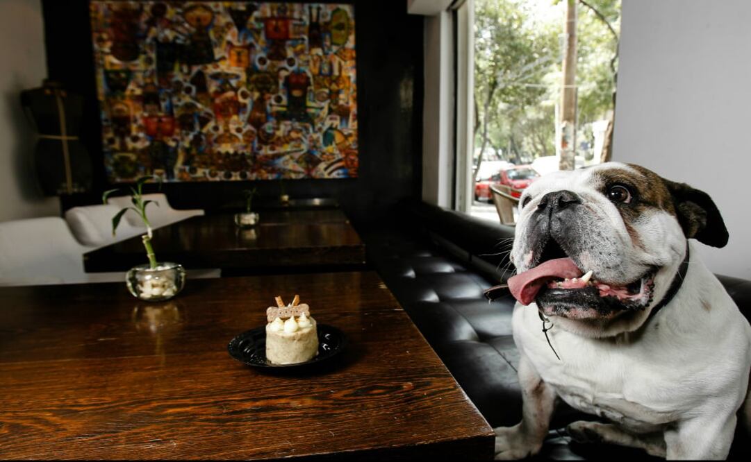 Pet Friendly permite buscar hoteles y restaurantes donde reciban a Firulais con cariño.  (Foto: Pedro Mera / EL UNIVERSAL) 