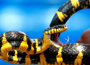 Snake venom: The key to cardiovascular health?