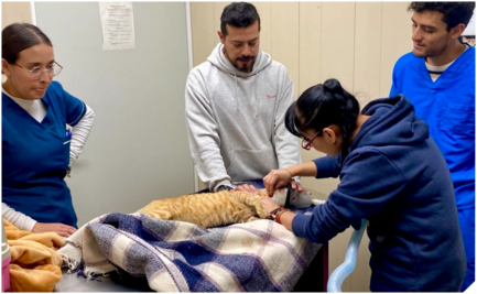 Hospital Veterinario de la CDMX está de fiesta; cumple nueve años ofreciendo servicios a bajo costo, estos son los precios que tiene