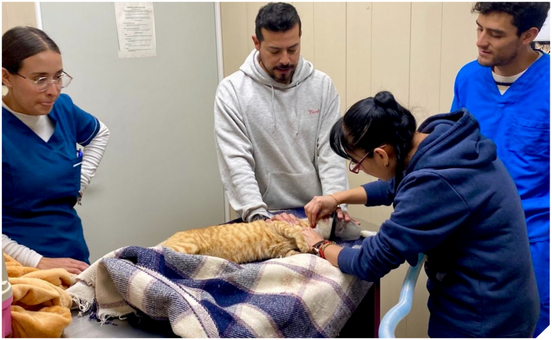 Hospital Veterinario de la CDMX