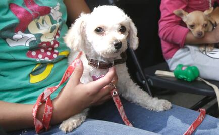 Advierten alza de secuestros de mascotas en la CDMX