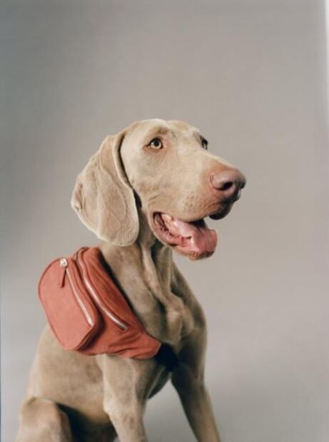 Perros y gatos son protagonistas en la nueva colección de Zara