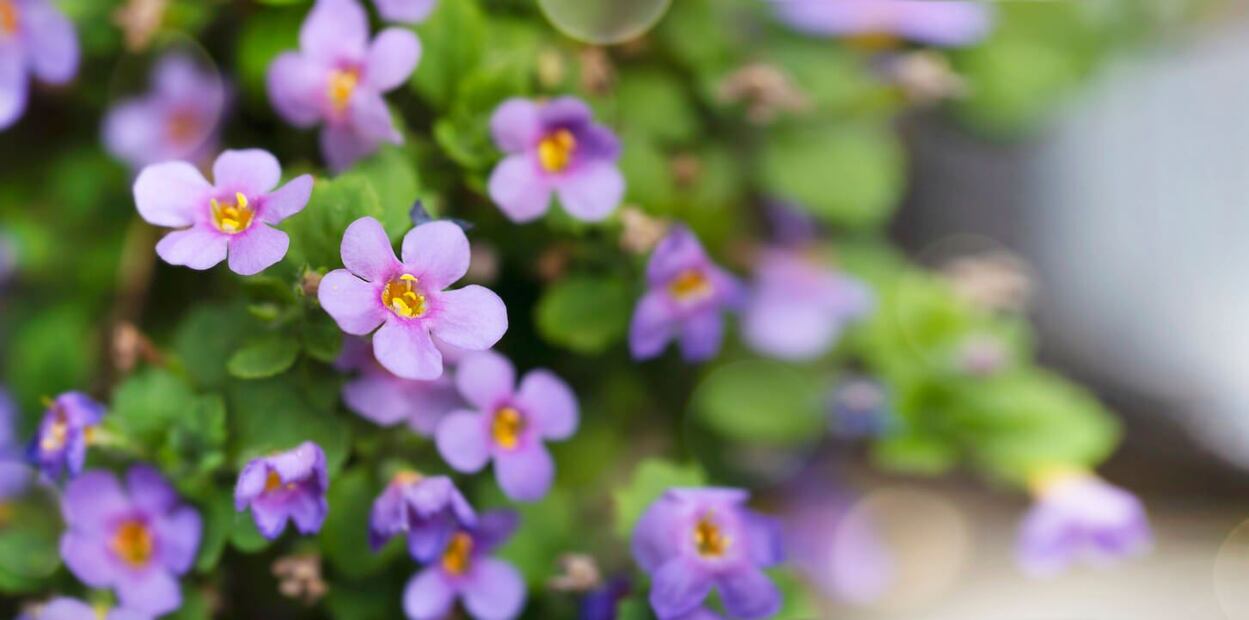 Bacopa, la hierba ancestral que cautiva a la ciencia moderna. Fuente: Freepik.