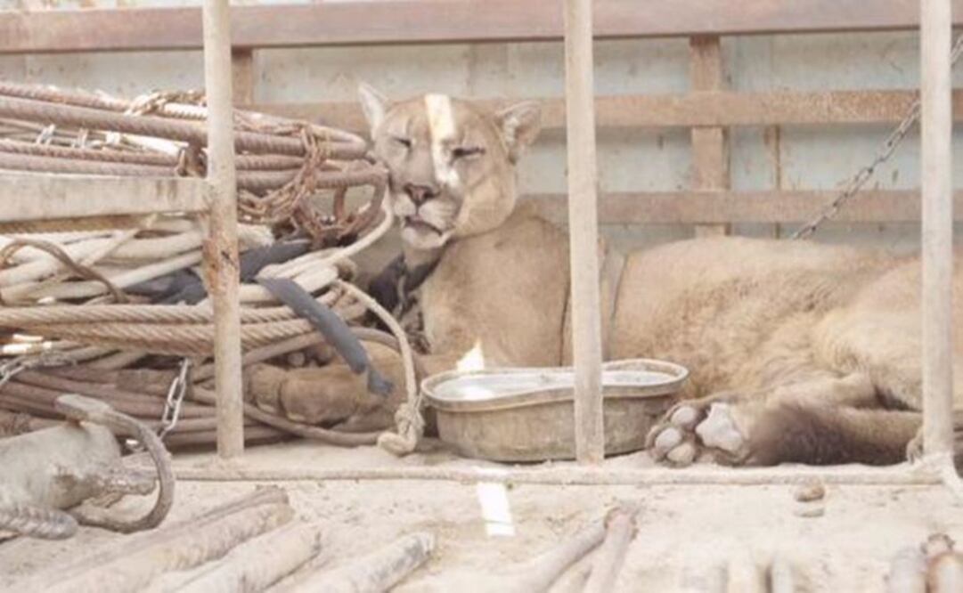 "Mufasa" vivía envuelto entre cadenas y un arnés pesado (Foto: Youtube)