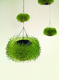 Franz Mayer museum to host the Ibero-American Design Biennial