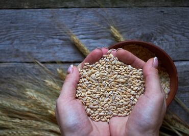 Día Mundial de la Alimentación 2020, un reto de todos