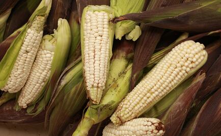 ¡Ya comenzó la temporada de maíz cacahuacintle!