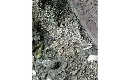 Encuentran estrella de mar intacta en Templo Mayor 