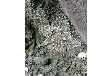 Encuentran estrella de mar intacta en Templo Mayor