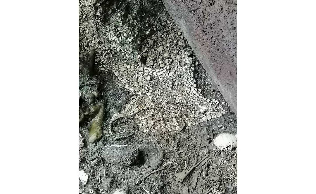 Foto: Leonardo López Luján vía Twitter