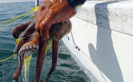 Advierten por pésima temporada de pulpo en Yucatán, ante baja captura y desplome de precios