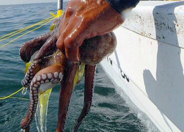Advierten por pésima temporada de pulpo en Yucatán, ante baja captura y desplome de precios