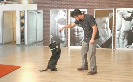 Mascotas en el lugar de trabajo