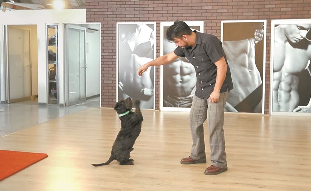 El llevar a una mascota al lugar donde se labora ayuda a disminuir los problemas de presión arterial. Fotos: Jorge Cruz