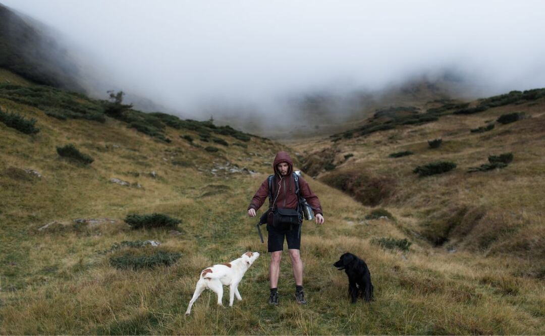 Perros. Fuente: Pexels