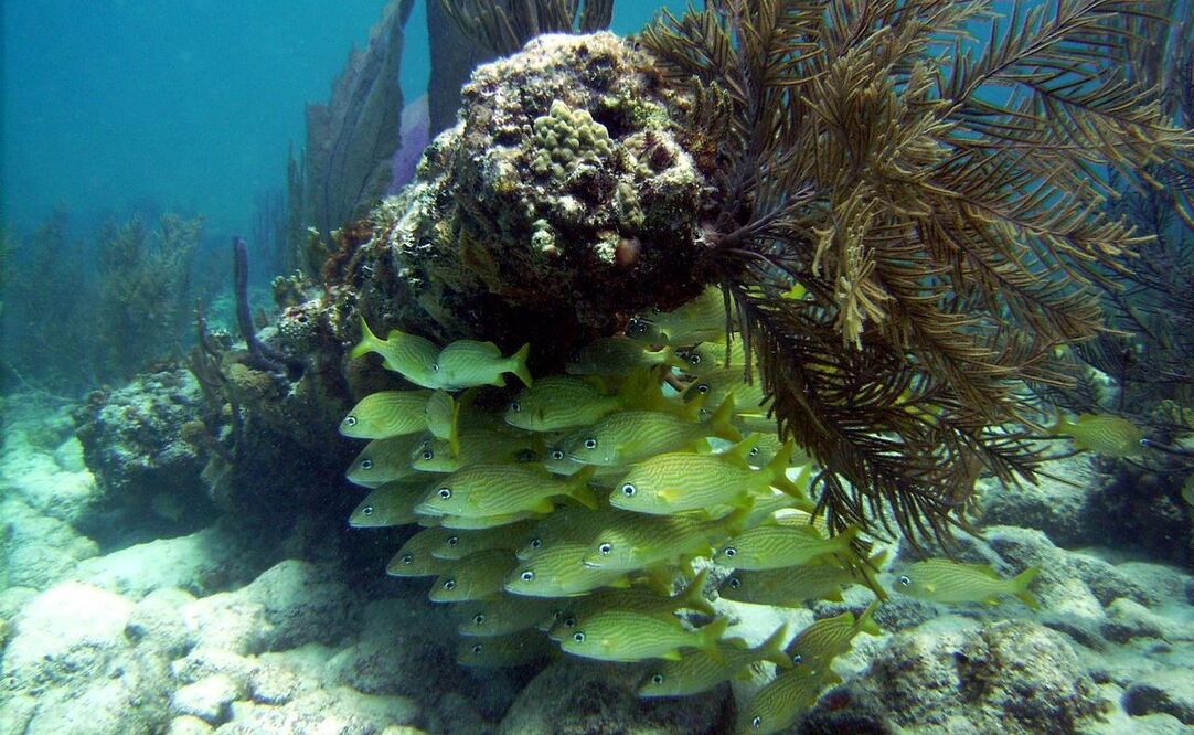 (Foto: Archivo / EL UNIVERSAL)