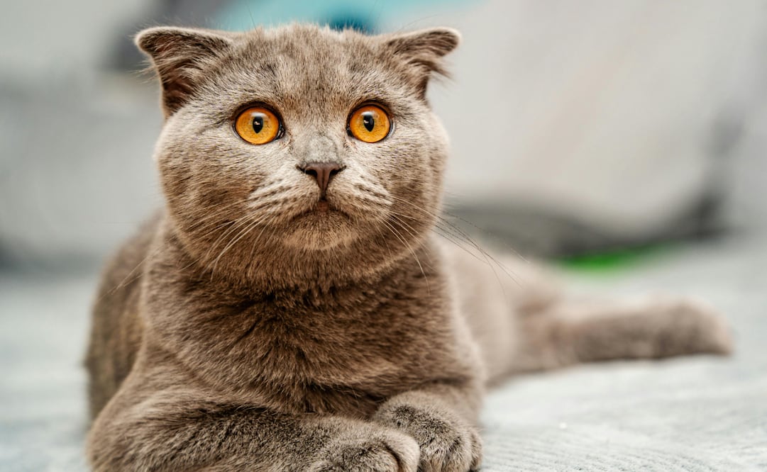 Conoce estos trucos que tienen los bigotes de los gatos. Foto: Canva