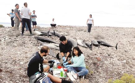 Dolphins stranded in Baja California beach