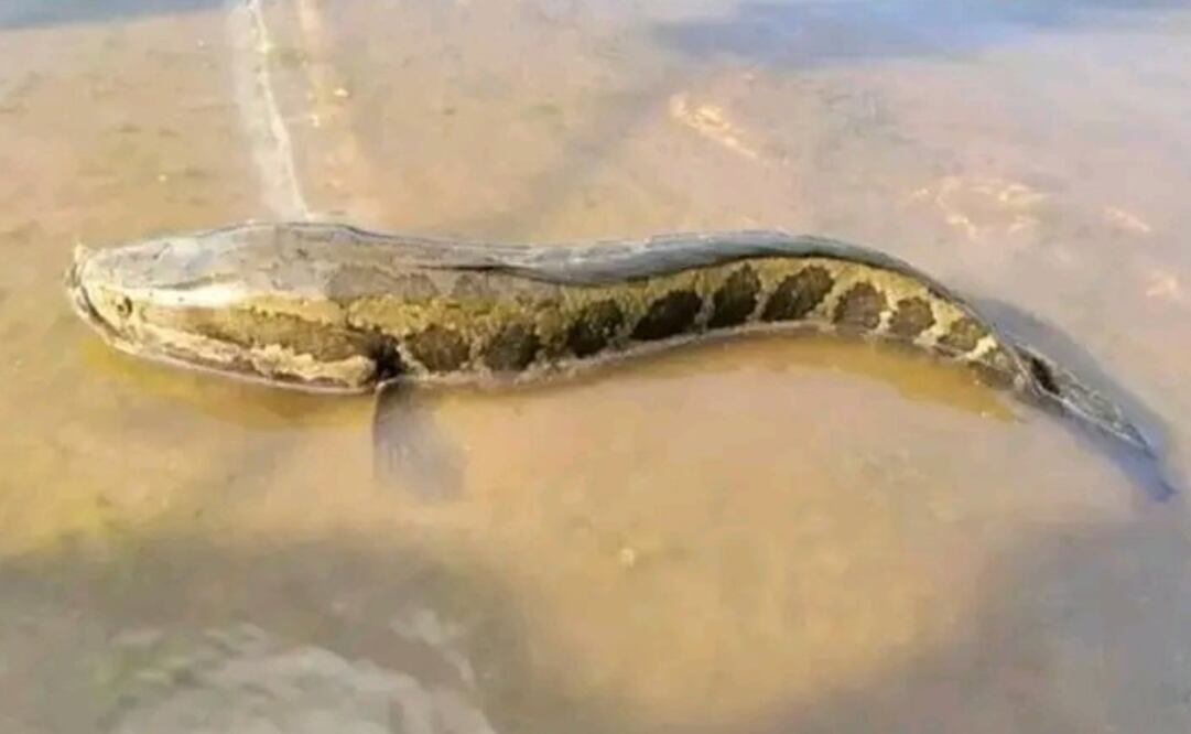 Estados Unidos emite alerta por presencia de pez cabeza de serpiente. Foto: Redes sociales