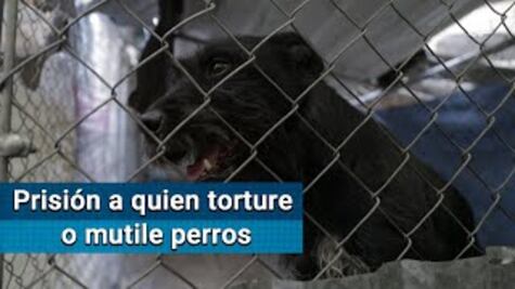 Piden cinco años de prisión a quien torture o mutile perros