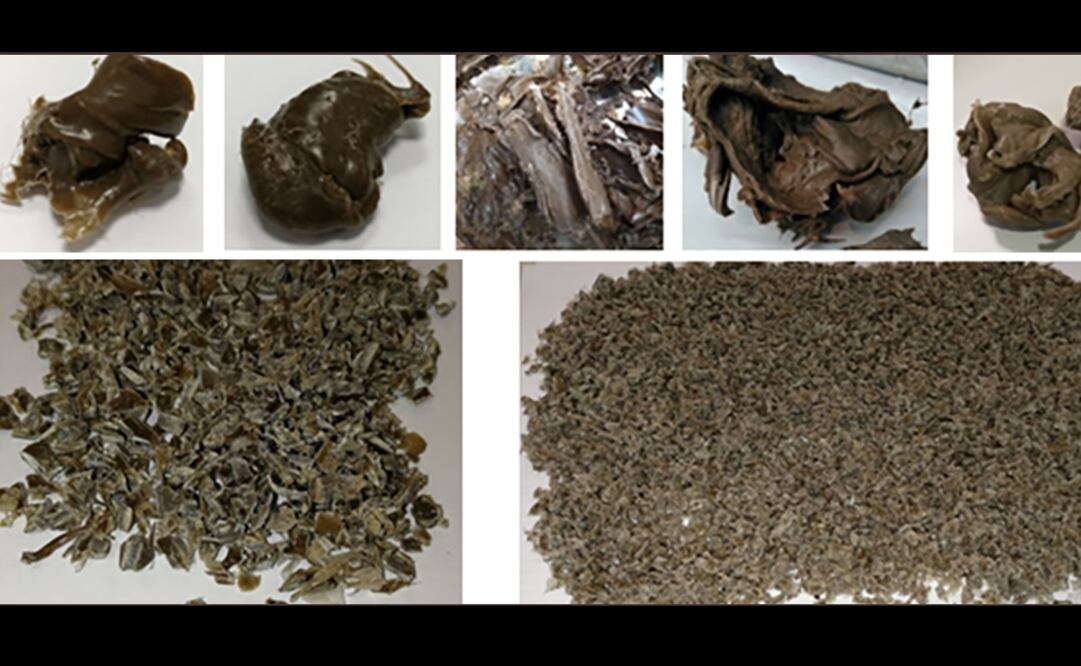 Foto: Twitter - Universidad de Cádiz