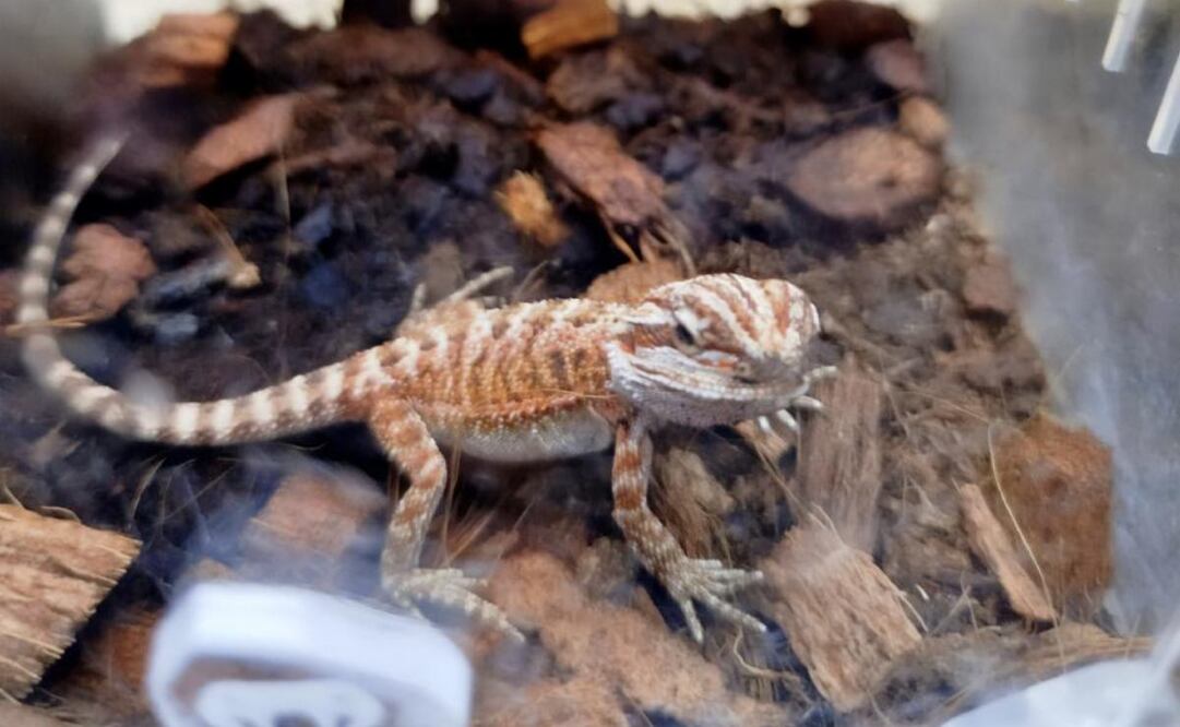 Rescatan 55 reptiles y arácnidos exóticos, en riesgo, que estaban a la venta en una tienda de mascotas en Aguascalientes. Foto: Profepa