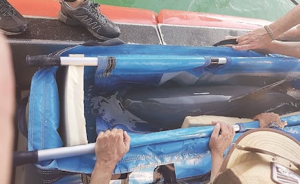 Vaquita marina capturada murió por paro cardíaco: Semarnat