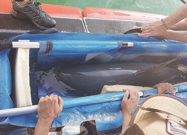 Vaquita marina capturada murió por paro cardíaco: Semarnat