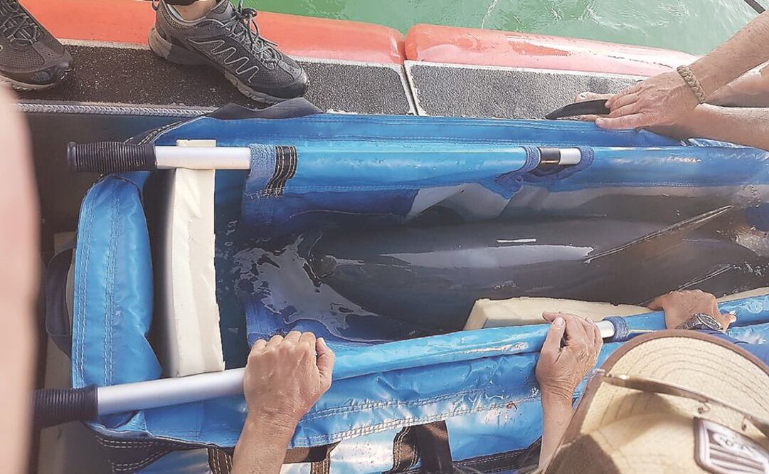 Foto: Archivo / EL UNIVERSAL