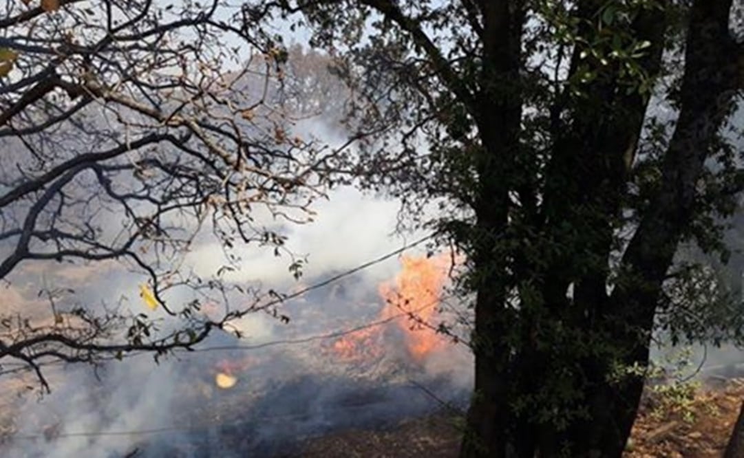 (Foto: Facebook Milagros Caninos, AC)