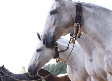 Argentina registra segunda muerte de un ser humano por encefalitis equina del oeste