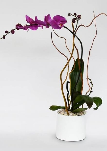 La flor perfecta para mamá según su personalidad