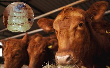 Planta de moscas estériles contra gusano barrenador estará en 2026; se mantiene comunicación con EU: Sheinbaum