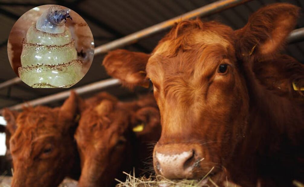 "Si el precio de la carne sigue elevado, perderemos nuestro consumo per cápita; la gente empezará a comer cortes más baratos y tipos de carne más económicos como pollo, cerdo o pescado", señaló el encargado del Departamento de Agricultura de Texas. Foto: iStock