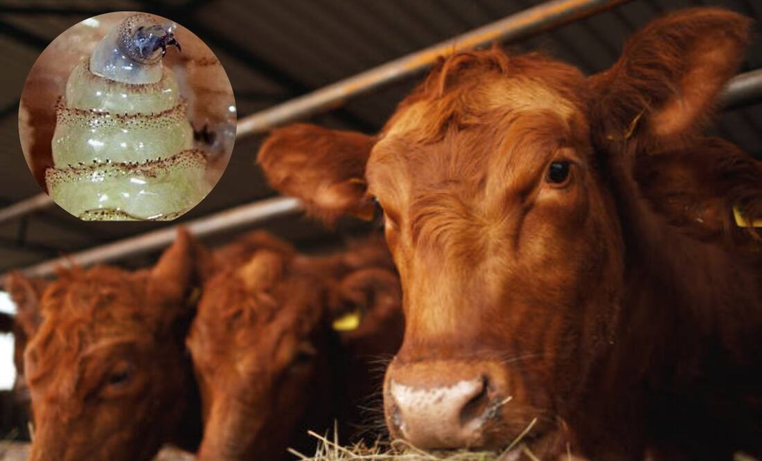 Gusano barrenador en ganado mexicano. Foto: iStock