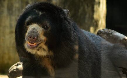 ¿Por qué el oso “Chucho” ha generado polémica en Colombia?