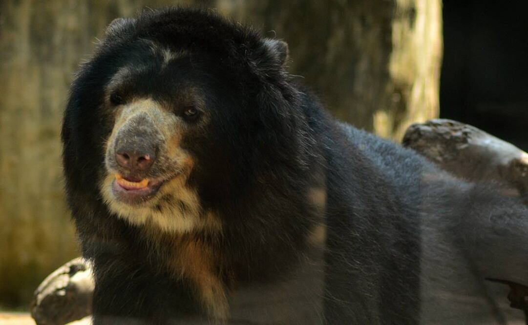 Fotografía cedida por el zoológico de Barranquilla, que muestra a "Chucho", el oso de anteojos macho que habita en el zoológico, en Barranquilla (Fotos: EFE)