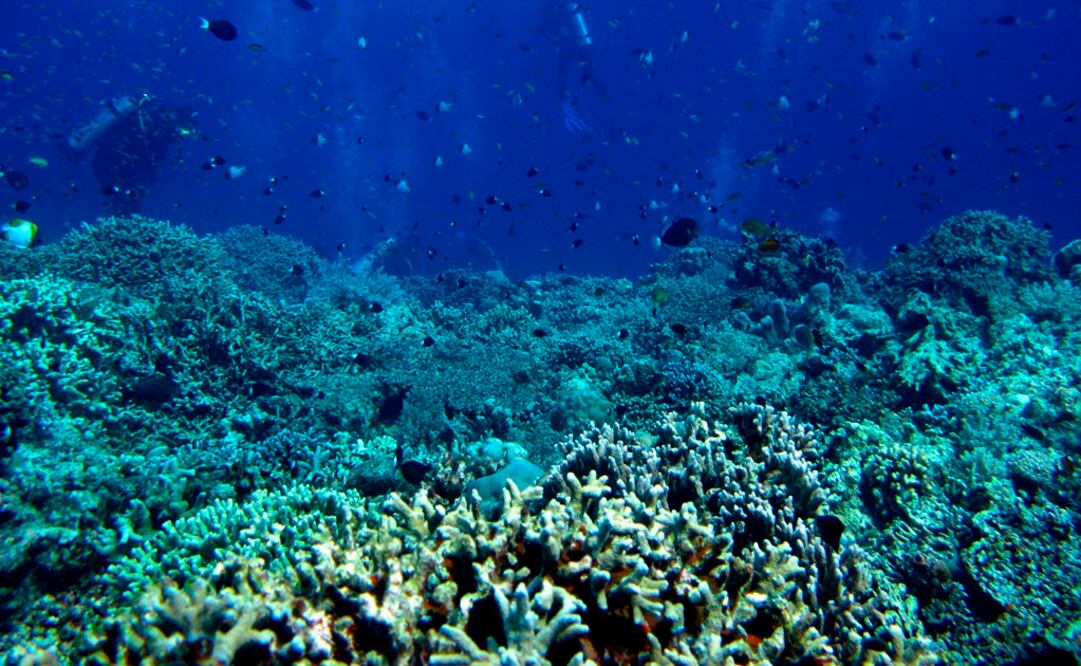 Los hallazgos se denominaron científicamente: Mysidum pumae y Trischizostoma unam. FOTO: Archivo/ EL UNIVERSAL
