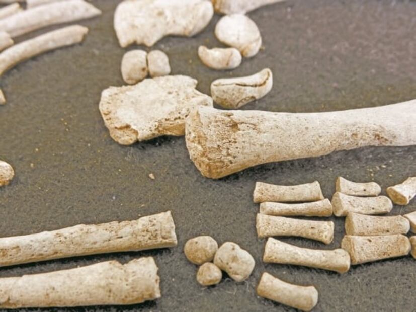 La historia de la hepatitis jamás contada ahora es revelada, un virus con unos 20 mil años de existencia