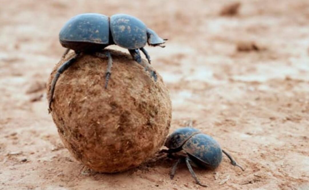 Las 37 criaturas probablemente estarían destinadas a manos de coleccionistas de insectos exóticos, dijo la Oficina de Aduanas y Protección Fronteriza (CBP, por sus siglas en inglés), estimando que su valor rondaba los 1 mil 500 dólares. Foto: Ilustrativa / Especial