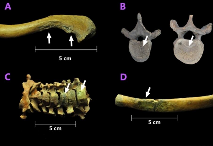 Investigadores identifican a la primera generación de africanos que llegó a América