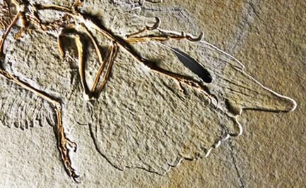 Primera pluma fósil de la historia fue de un Archaeopteryx