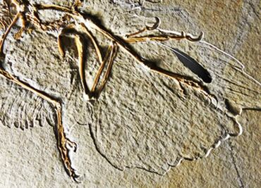 Primera pluma fósil de la historia fue de un Archaeopteryx