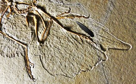 Primera pluma fósil de la historia fue de un Archaeopteryx