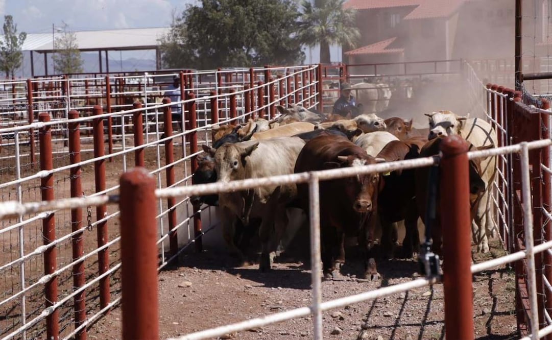 Sonora confirma segundo caso de gusano barrenador en reapertura de exportación ganadera hacia EU; refuerzan cerco sanitario.
Foto: Especial.