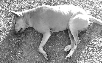 Acusan a ladrones de envenenar perros para robar en Yucatán 