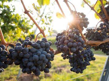 ¿Cómo se elaboran los vinos naturales?