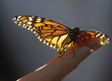 Monarch butterfly numbers flutter up, but still off recent highs
